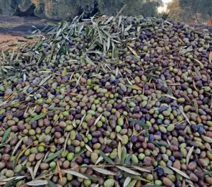 aceituna_recogida_galería