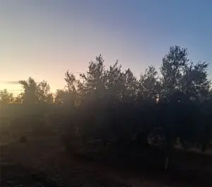 atardecer_olivos_galeria