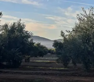 campo_olivos_galería