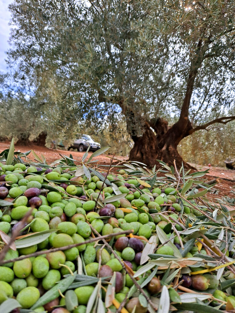 Aceite Sueño de Oro Jaén