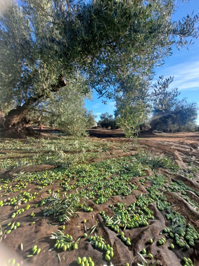 Cómo reconocer un buen Aceite de Oliva Virgen Extra: cuando el aroma lo dice todo