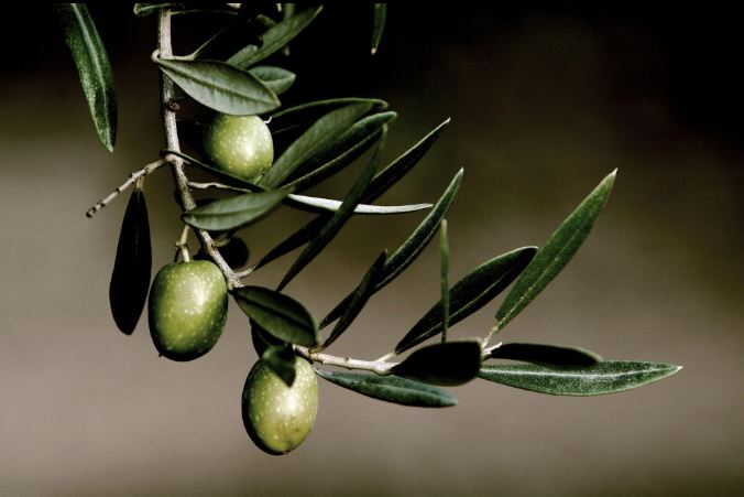 aceitunapicualjaen